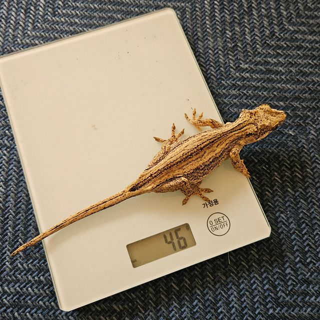 노멀 스트라이프