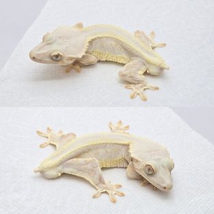 크림 크림시클 옐로우 릴리화이트