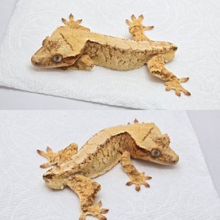 크림