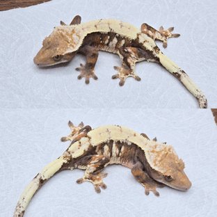 세이블