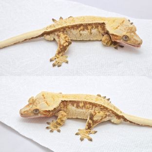 레드 쿼드 드리피 노멀