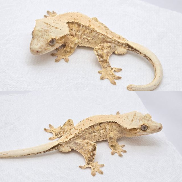 크림 크림시클 쿼드 노멀 드리피