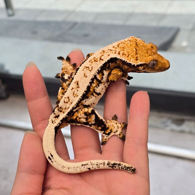 트라이
