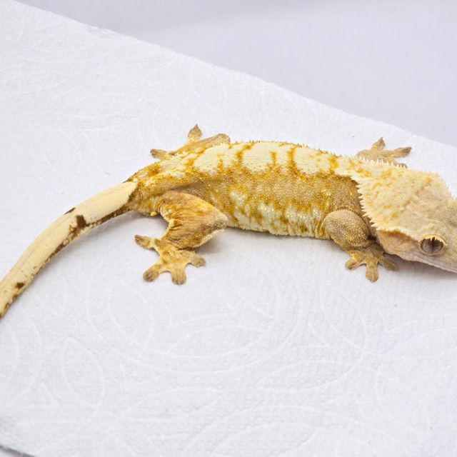 옐로우 화이트스팟 크림 크림시클