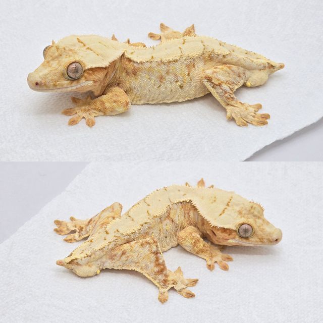 노멀 크림 크림시클 옐로우 드리피