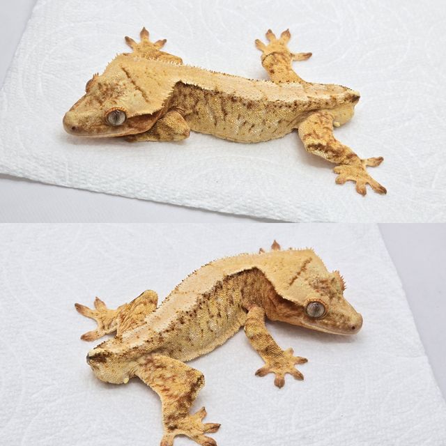 옐로우 크림 크림시클 드리피