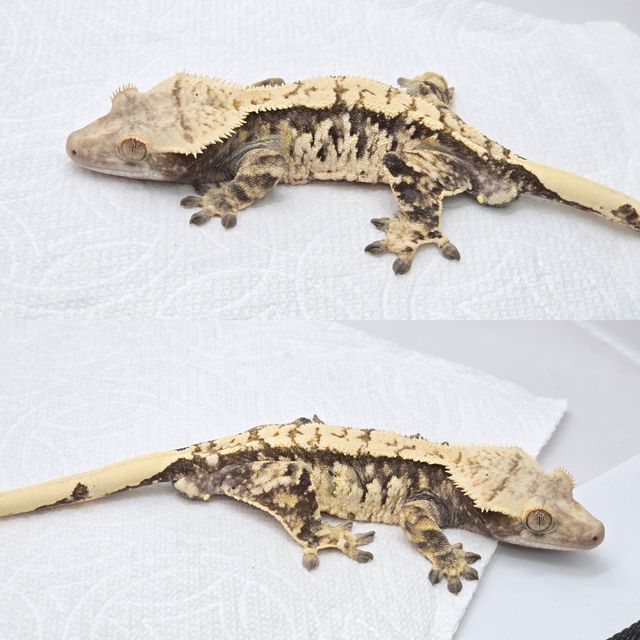 익스트림할리퀸 드리피