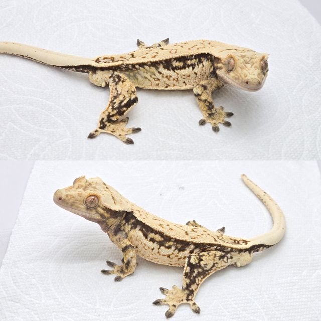 드리피 쿼드 화이트스팟