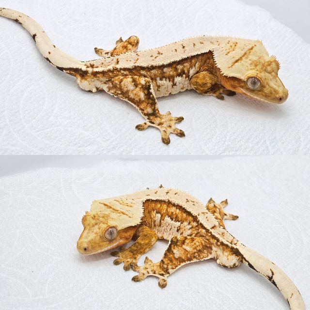 크림 크림시클 노멀