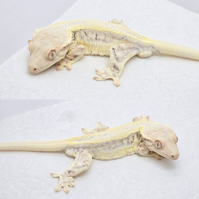 트라이 릴리화이트