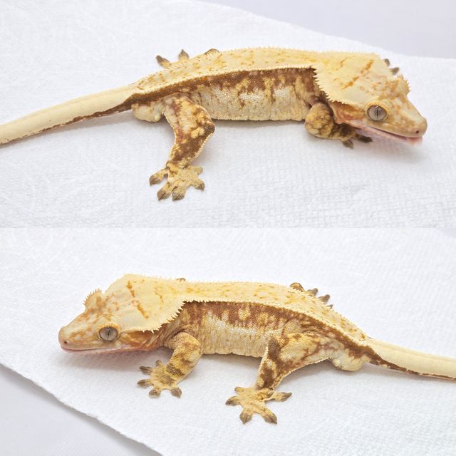 레드 쿼드 드리피 노멀