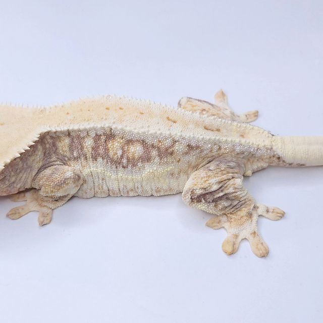 릴리화이트 트라이