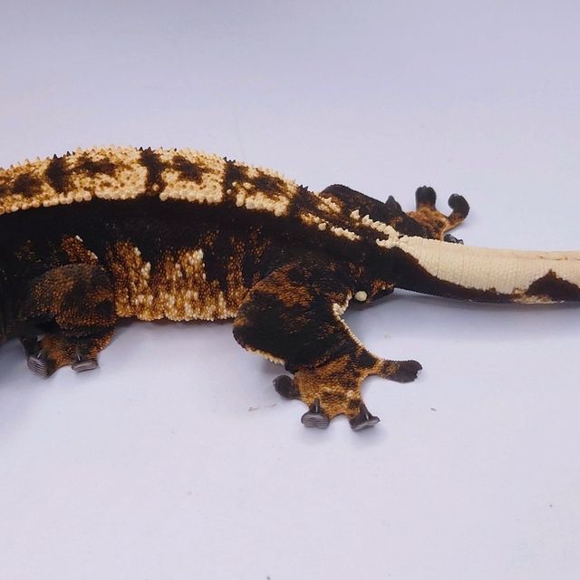 트라이 블랙