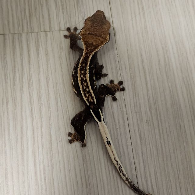 오닉스 엠티백