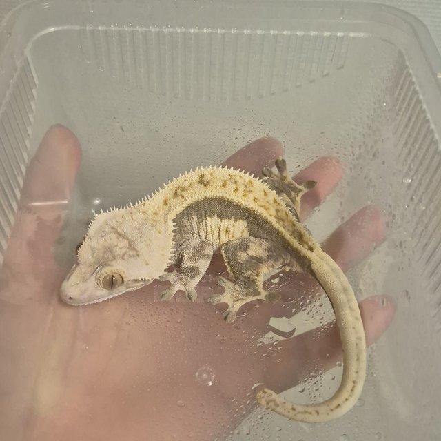 노멀 풀핀 쿼드