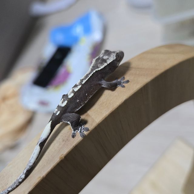 아잔틱
