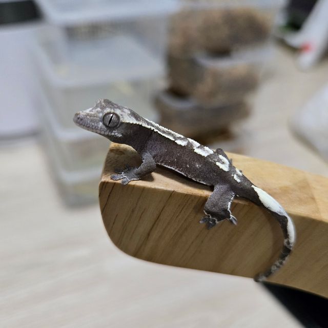 아잔틱