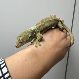 파인아일랜드 화이트카라