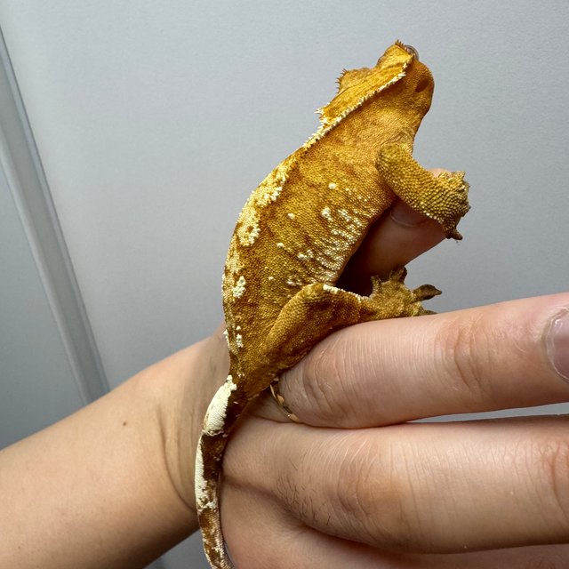 크림 스트로베리 노멀