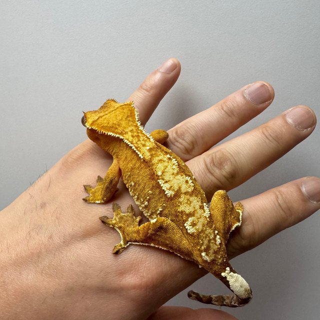 크림 스트로베리 노멀