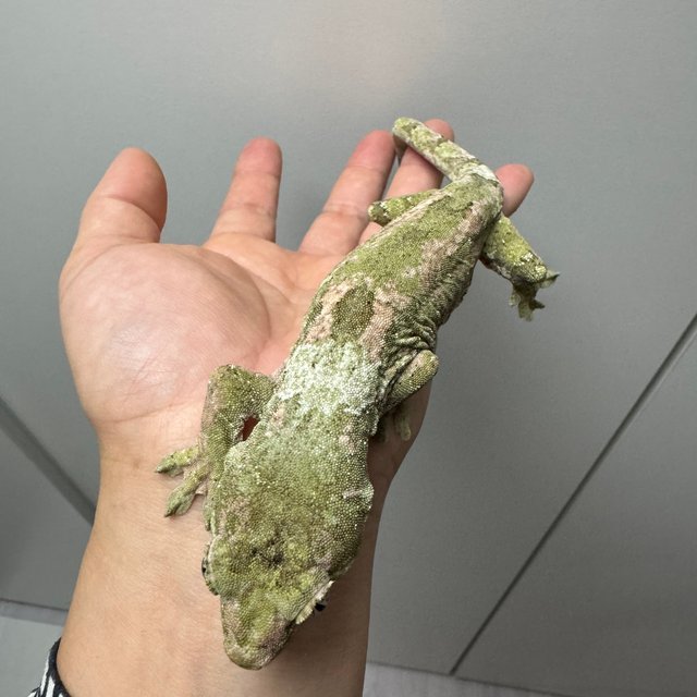 파인아일랜드 화이트카라