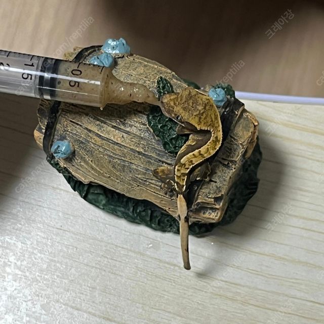 노멀 블랙 다크
