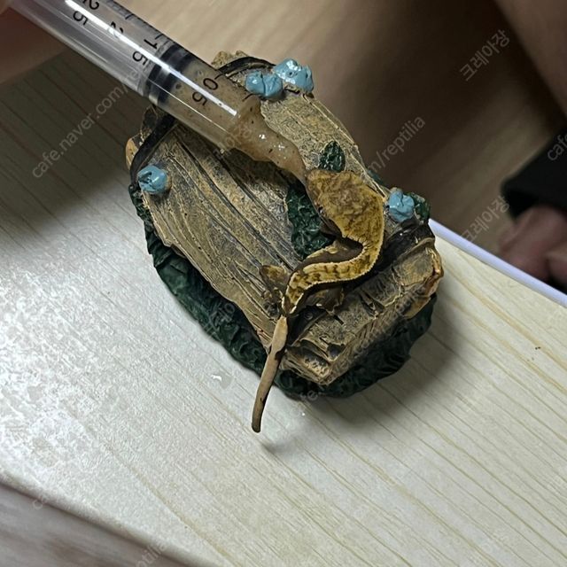 노멀 블랙 다크