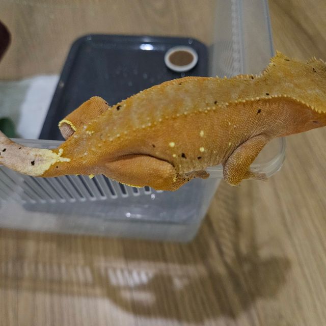 바이 레드