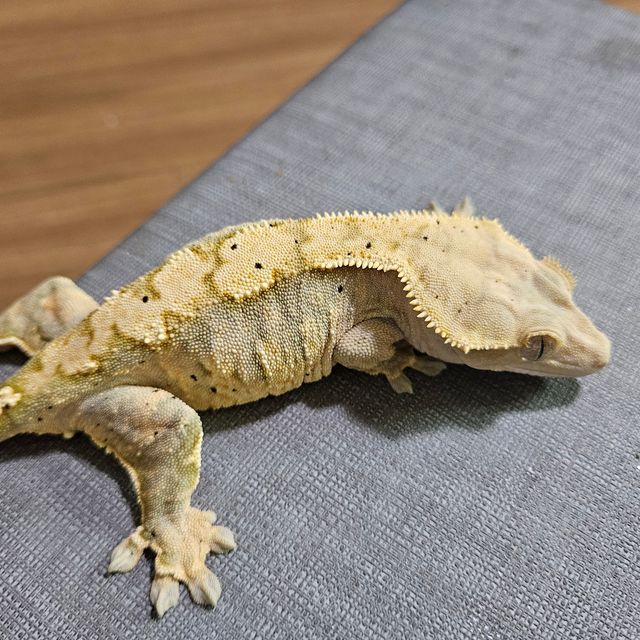 트라이 익스트림할리퀸