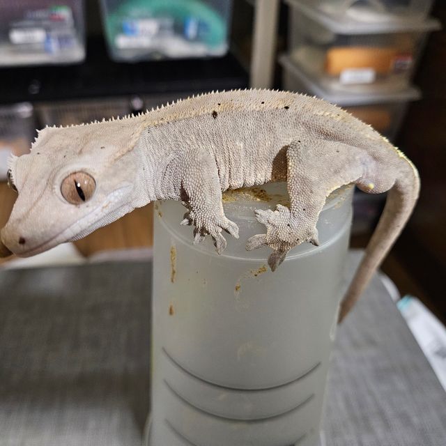 카푸치노 RCK