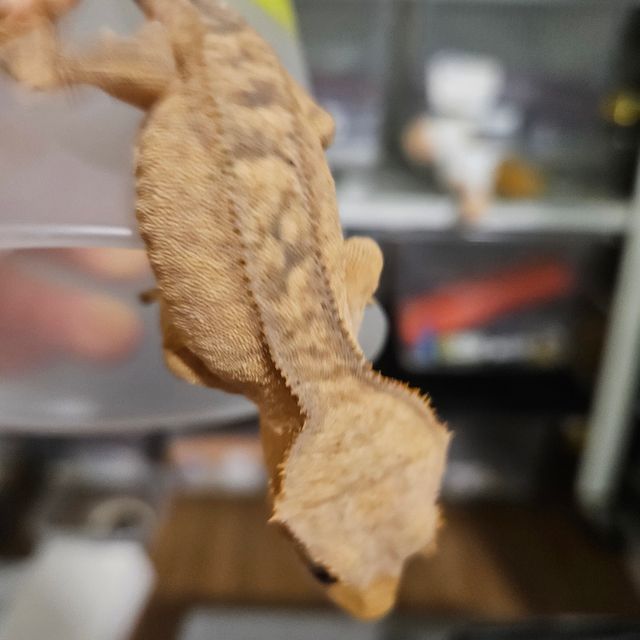 100%헷아잔틱