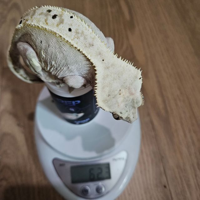 노멀 익스트림할리퀸