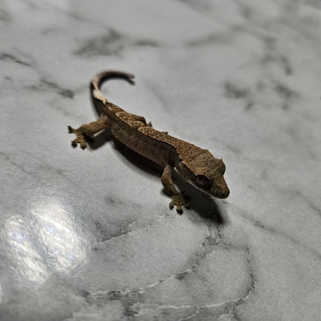 카푸치노