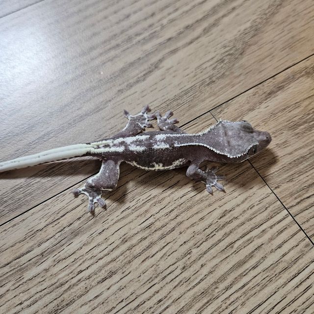 릴잔틱 아잔틱