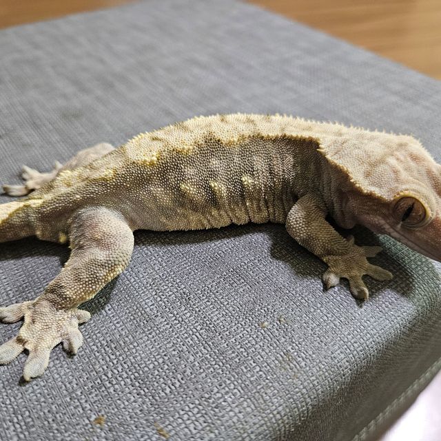 트라이 익스트림할리퀸