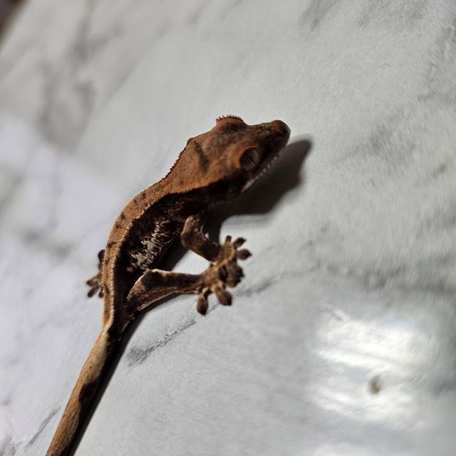 프라푸치노