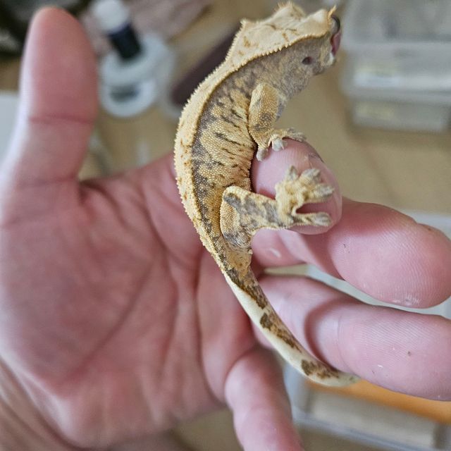 트라이 드리피 익스트림할리퀸 할리퀸