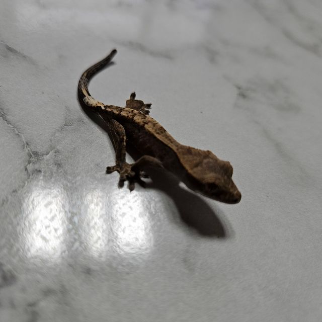 카푸치노