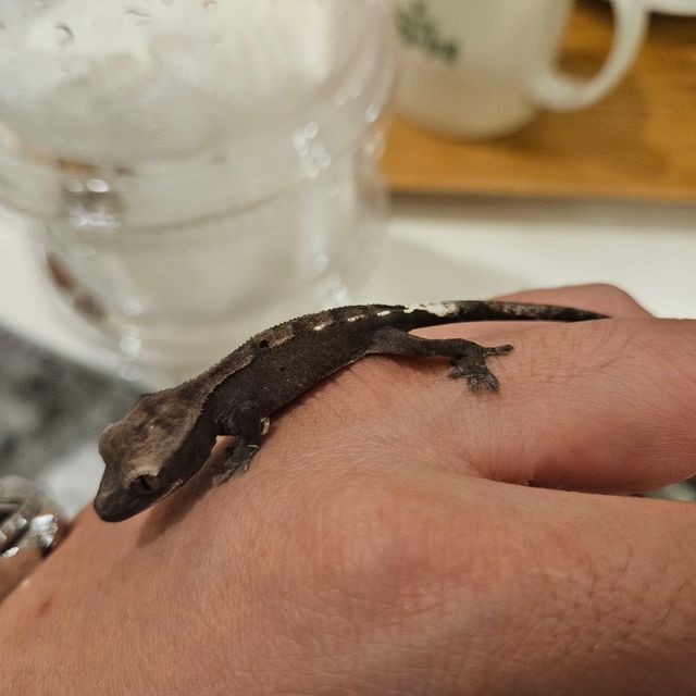 아잔틱