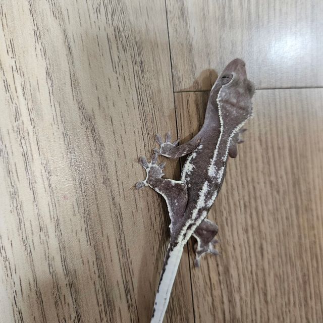 릴잔틱 아잔틱