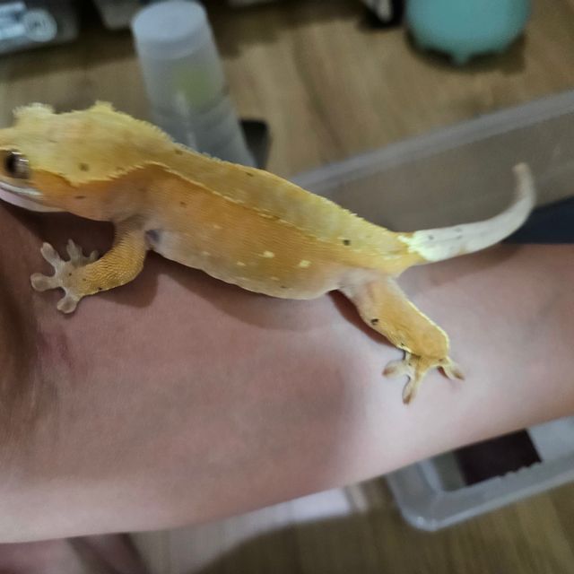 바이 레드