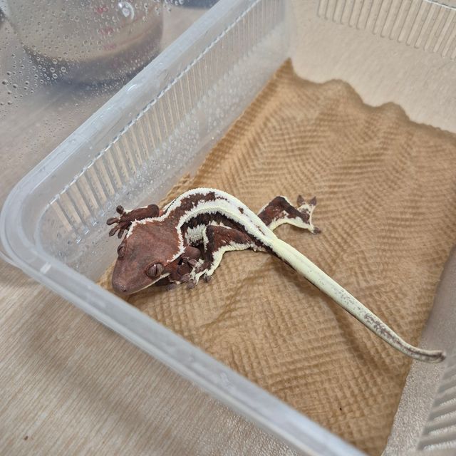 릴리 세이블
