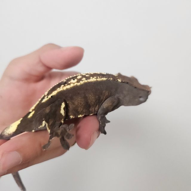 카푸치노