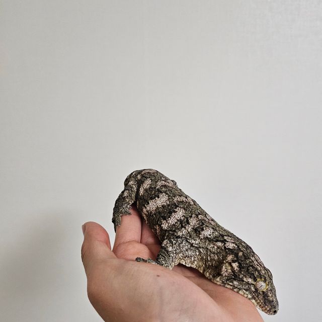 누아나