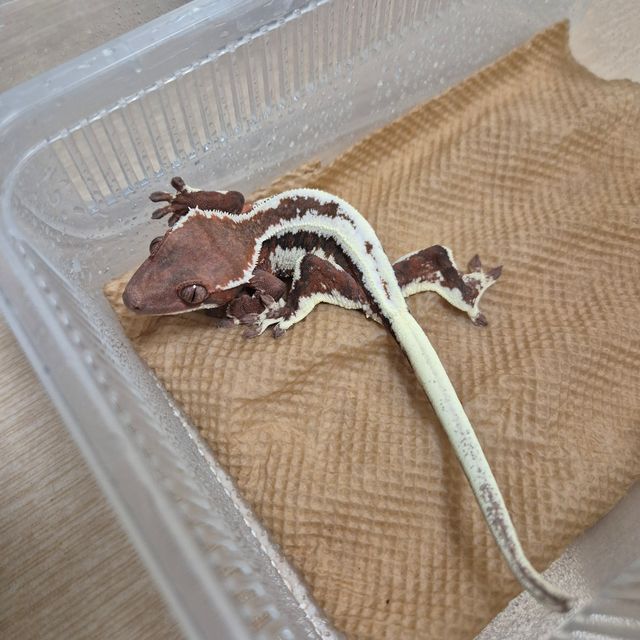 릴리 세이블