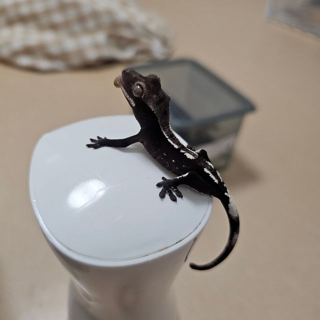 아잔틱