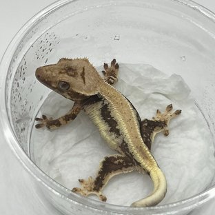 릴리100%헷아잔틱