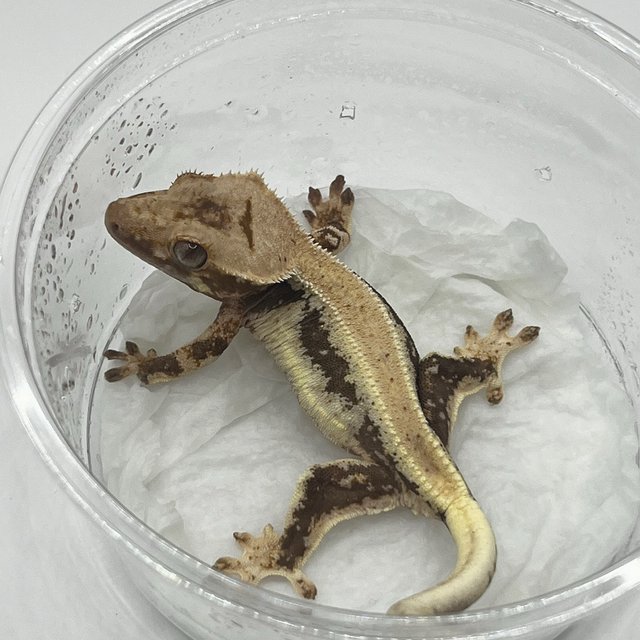 릴리100%헷아잔틱