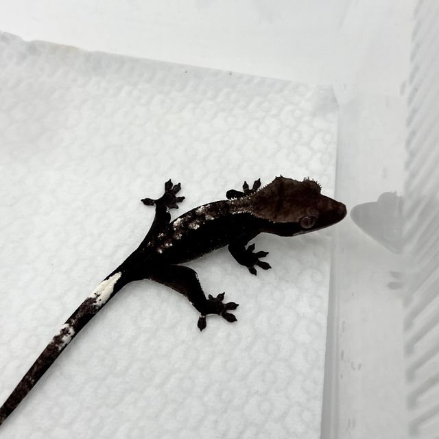 아잔틱