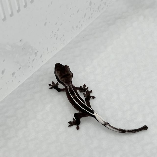 아잔틱 풀핀